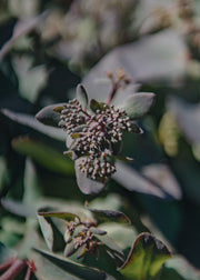 Sedum Sedum Mohave Jewels Sapphire