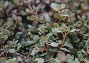 Sedum Sedum Rose Carpet