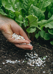 Shell on Earth Shell on Earth Crushed Whelk Shells, 3kg