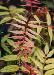 Sorbaria Sorbaria Sem AGM