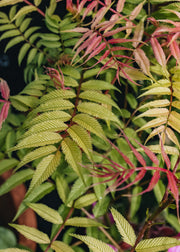 Sorbaria Sorbaria Sem AGM