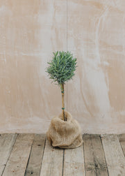 Lavender Lavandula intermedia Vera