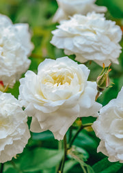 David Austin Roses Rosa Susan Williams-Ellis