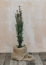 Taxus Taxus baccata fastigiata