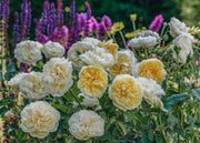 David Austin Roses Rosa The Country Parson®