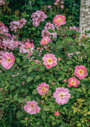 David Austin Roses Rosa The Lady's Blush