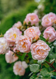 David Austin Roses Rosa The Lady of the Lake
