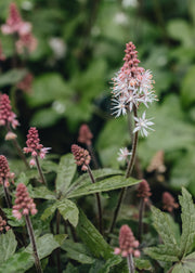 Tiarella Tiarella Raspberry Sundae