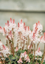 Tiarella Tiarella Spring Symphony