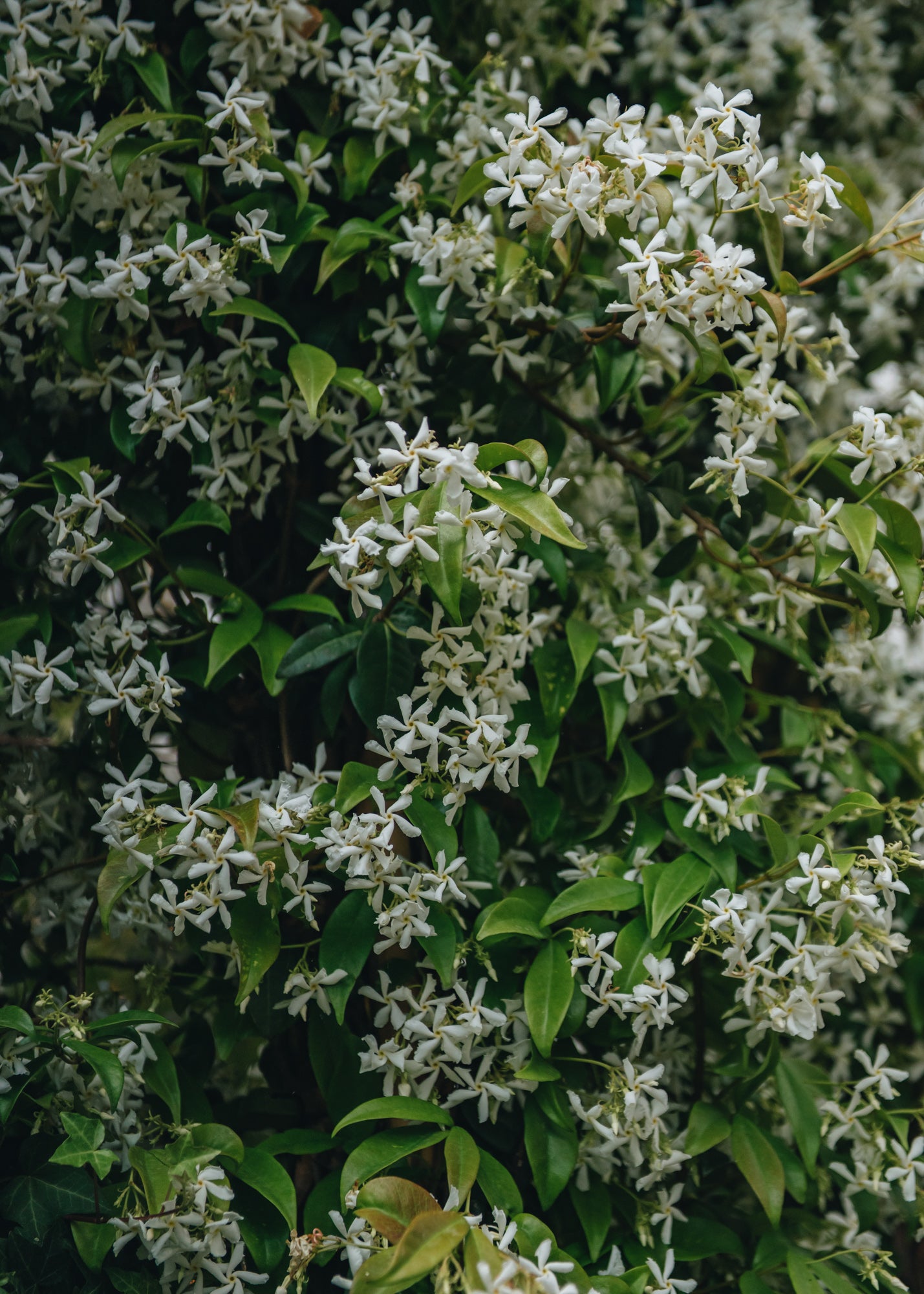 Trachelospermum jasminoides | Star Jasmine | Burford Garden Co.