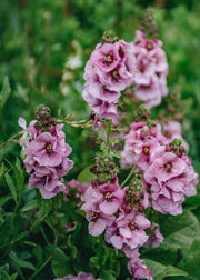 Verbascum Verbascum Lavender Lass