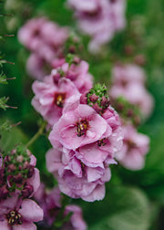 Verbascum Verbascum Lavender Lass