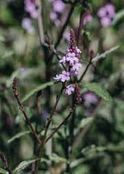 Verbena Verbena grandiflora Bampton