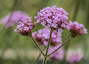 Verbena Verbena bonariensis AGM