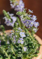 Veronica Veronica Mountain Breeze