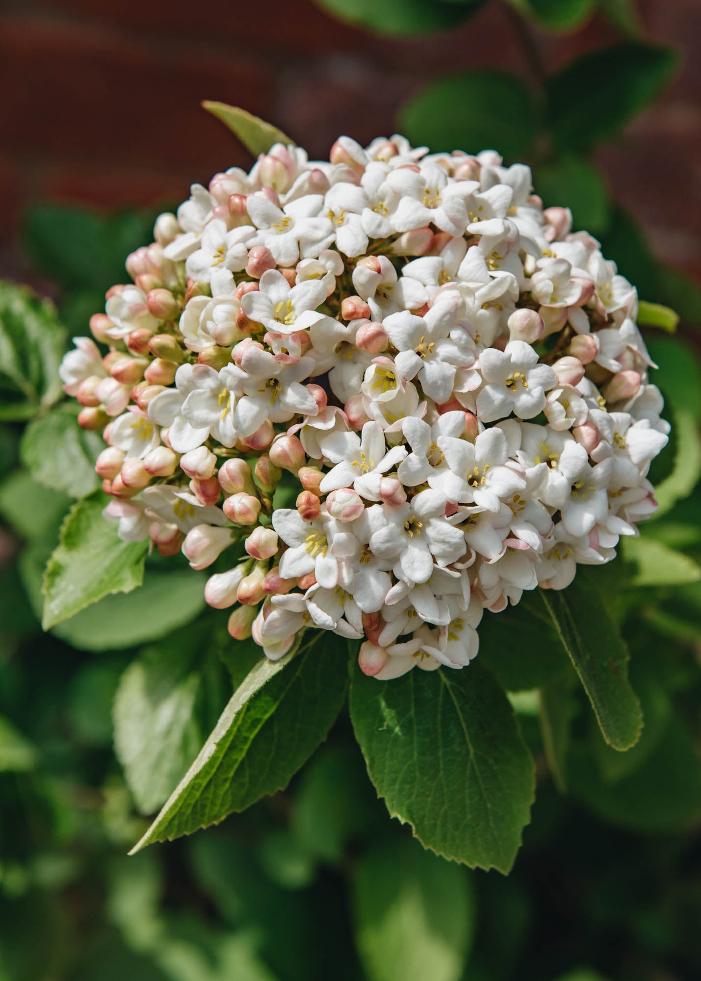 Viburnum carlcephalum AGM 15L Burford Garden Co.
