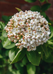 Viburnum carlcephalum AGM 15L