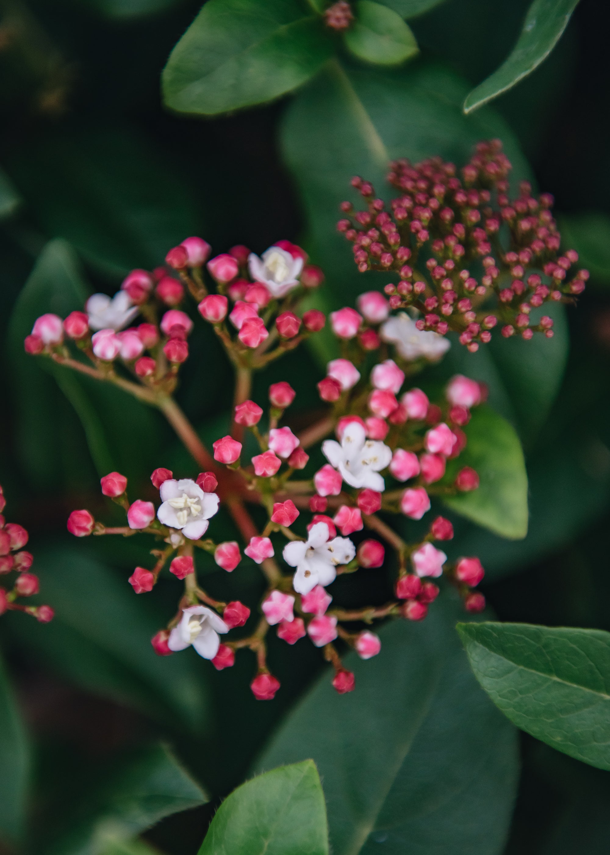 Viburnum tinus Gwenllian AGM, 3L