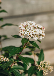 Viburnum Viburnum tinus Eve Price AGM
