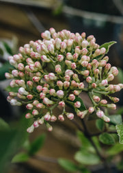 Viburnum Viburnum burkwoodii