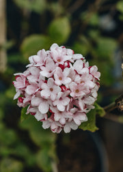 Viburnum Viburnum burkwoodii