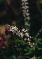 Vitex Vitex Agnus castus latifolia AGM