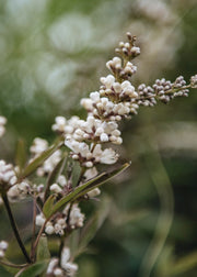 Vitex Vitex Agnus castus latifolia AGM