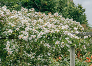 David Austin Roses Rosa Wedding Day