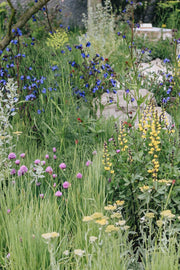 Inspiration for: Naturalistic Planting