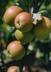 Fruit Trees: Understanding the rootstocks