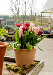 How to: Plant a Bulb Lasagne