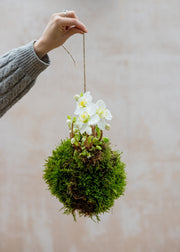 How To: Create a Kokedama Hellebore for Christmas