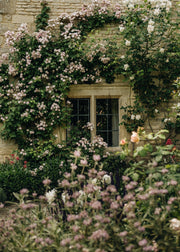 Backstage Bloomers: The Roses You Need to Know