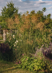 Our Five Favourite Grasses