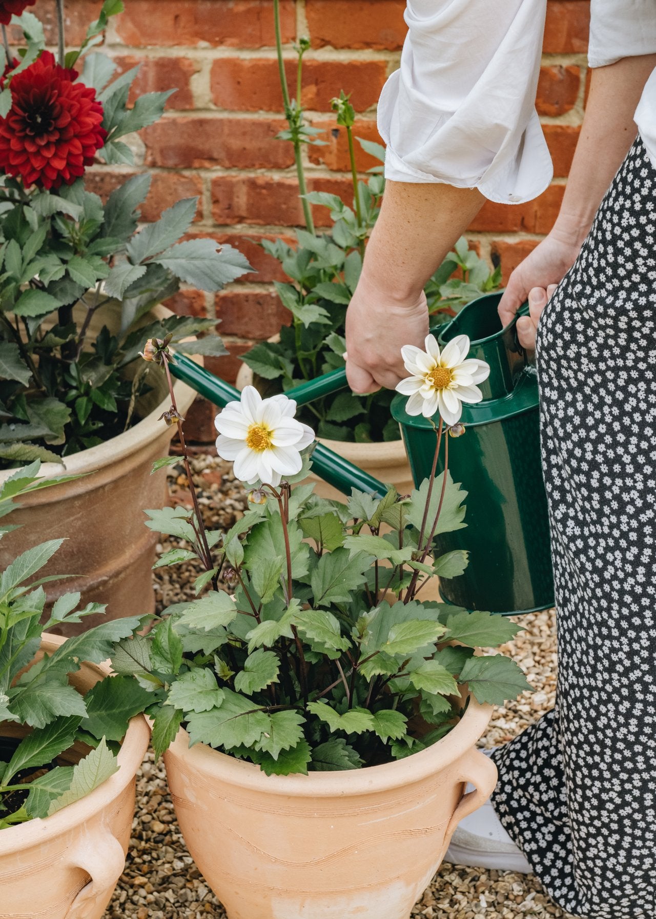 How To: Care for Growing Dahlias