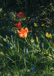 Planting Bulbs for Extended Spring Colour