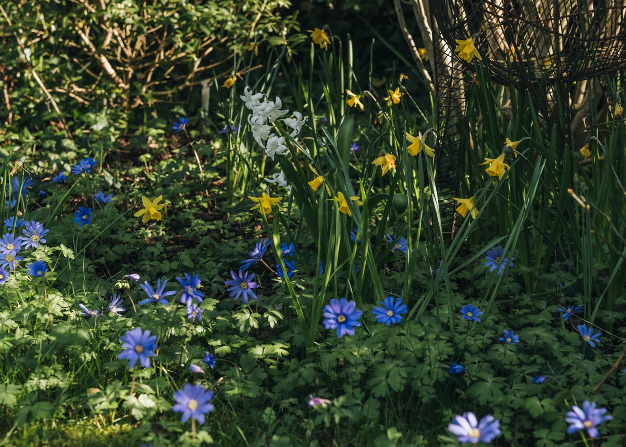 The Wild Flower Bulb Garden