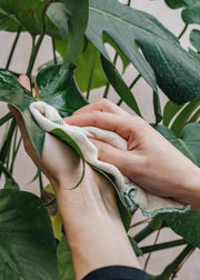 Caring For Houseplants: A Beginner's Guide