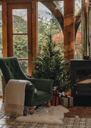 How to: Care for your Christmas Tree