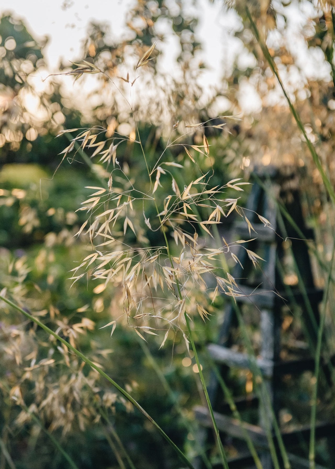 Inspiration for: Prairie Planting