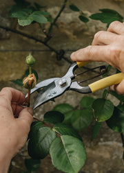 Rose Pruning Workshops with experts from David Austin