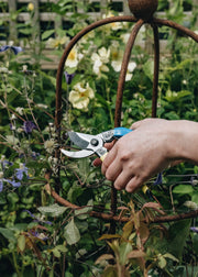 A Beginner's Guide to Gardening Essentials