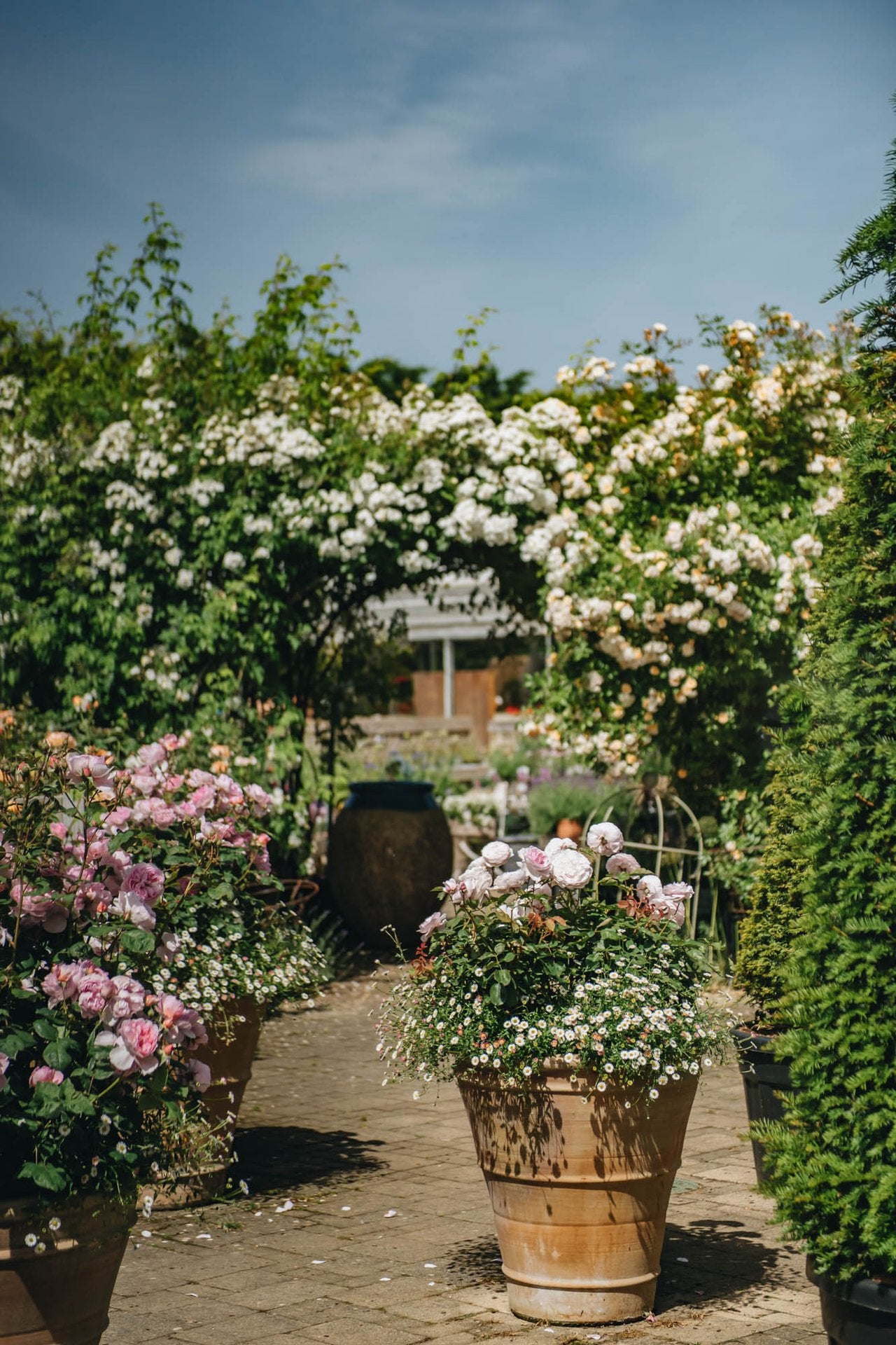 Rose Weekend