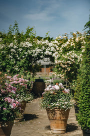 Rose Weekend