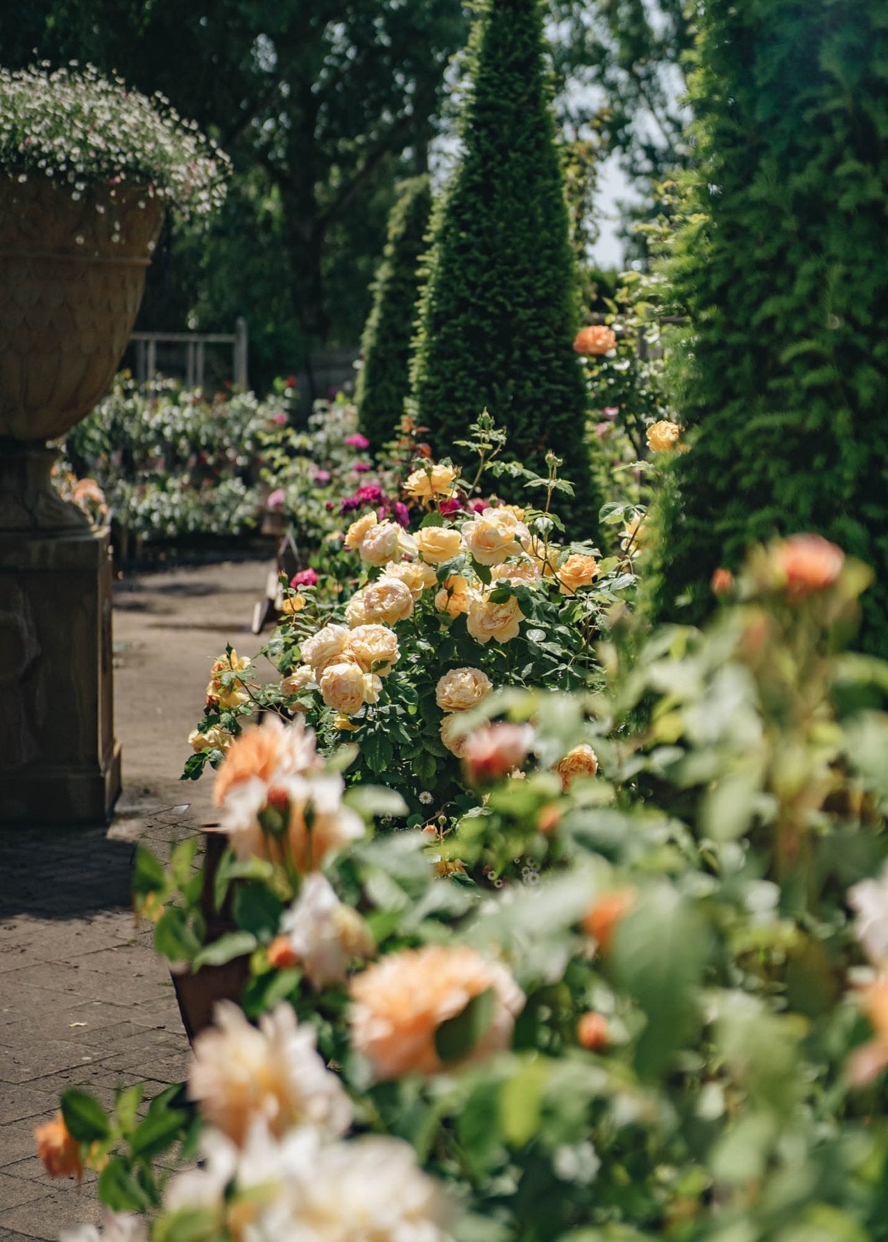 Scented Roses Vs Standard Roses How to: Select a Rose by Scent – Burford Garden Co.