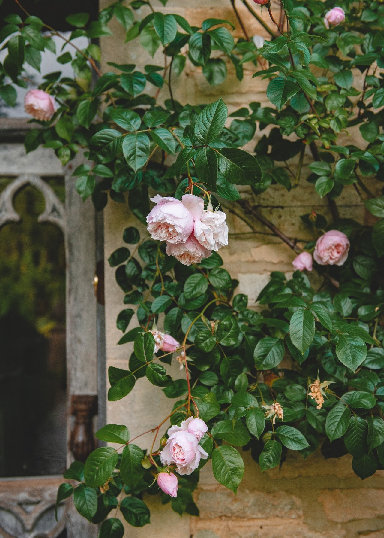 How to: Plant Roses