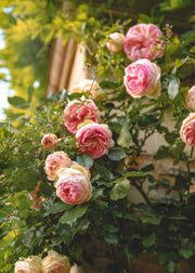 Our Ten Favourite Roses