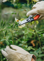 How To: Prune Roses