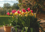 Frequently Asked Questions: Autumn Planting Bulbs