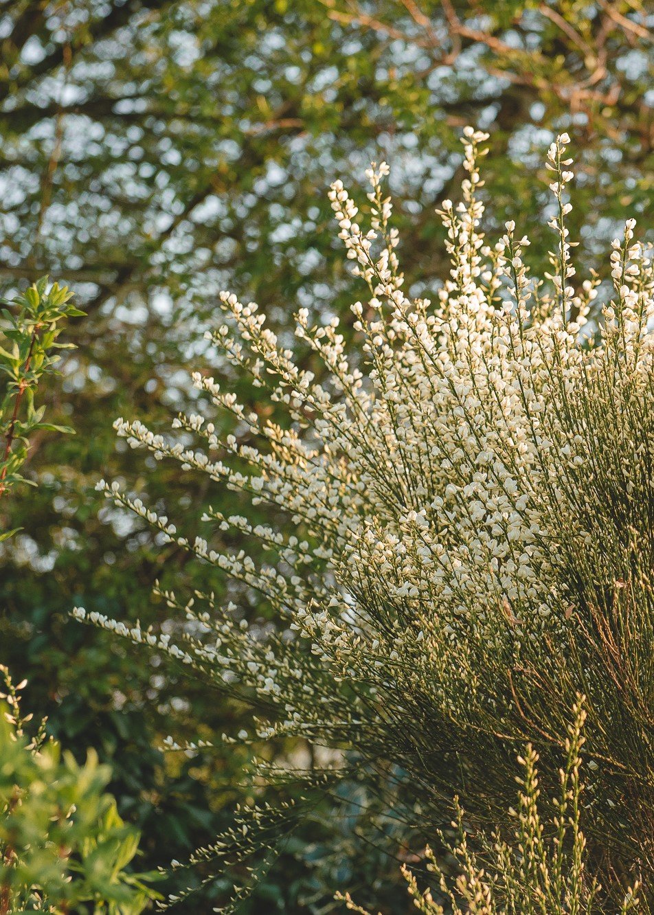 The Scented Garden, Part One: Spring